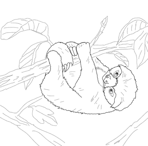 Baby Sloth Coloring Page